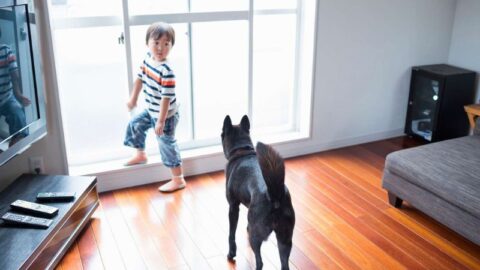 10 Best Hardwood Flooring For Pets And Scratches