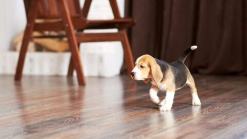 10 Hardwood Flooring Maintenance Tips For Pet Owners